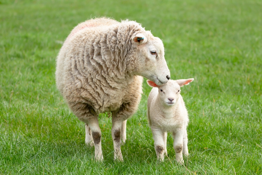 A ewe with it's lamb