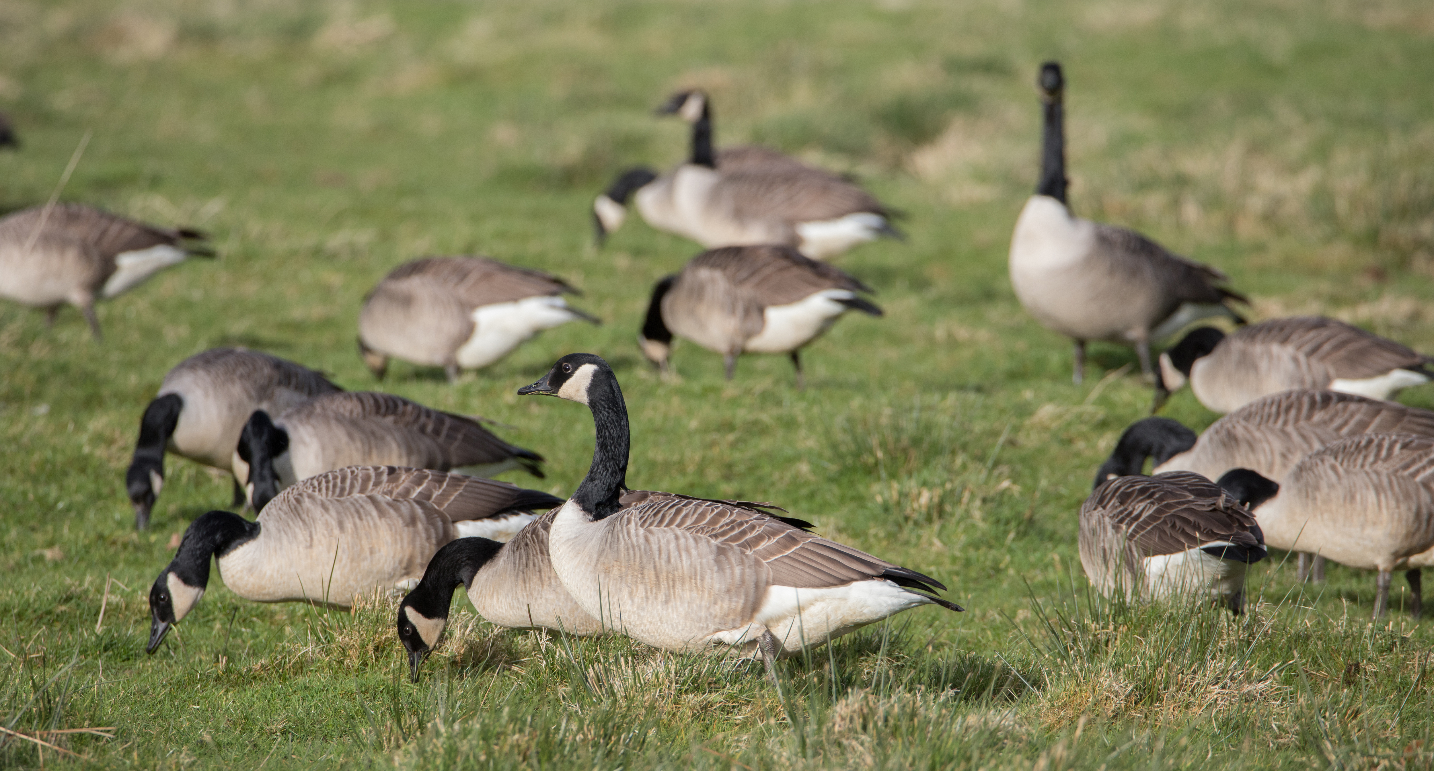 An update on Avian  Flu in Warwickshire - January 2023