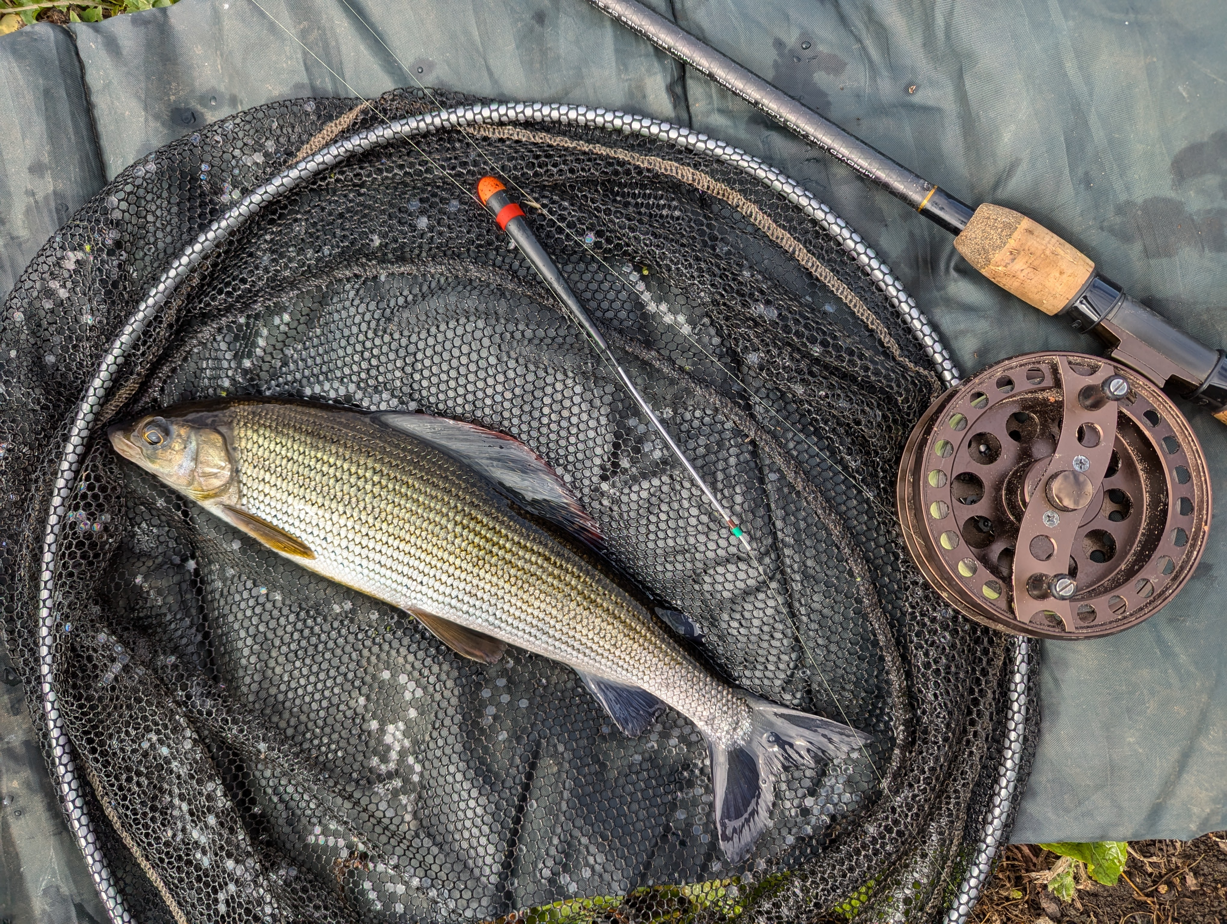 Grayling