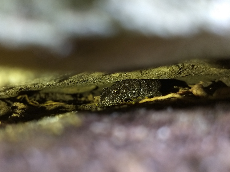 Great crested newt in mortar