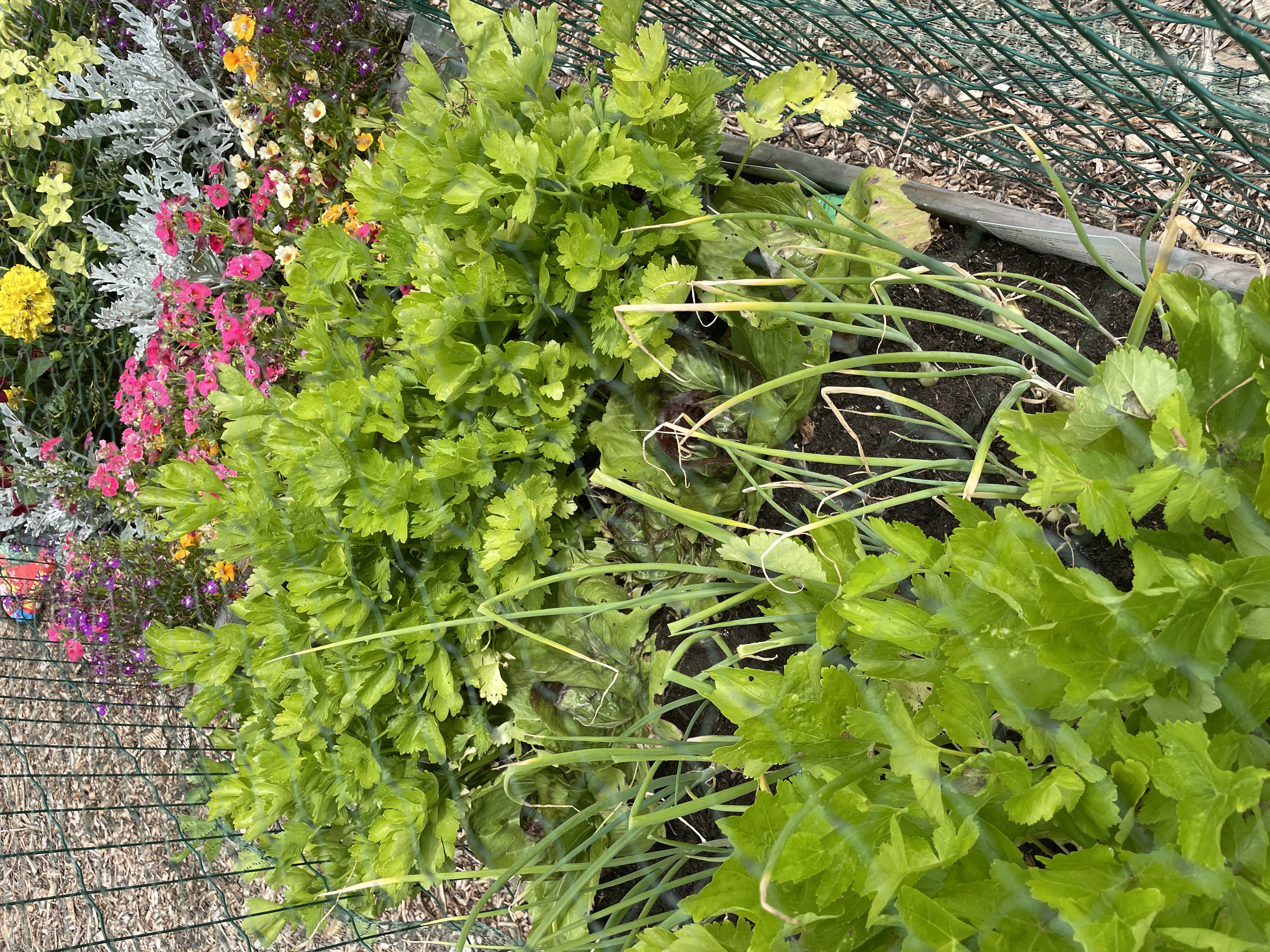 The Edible Garden