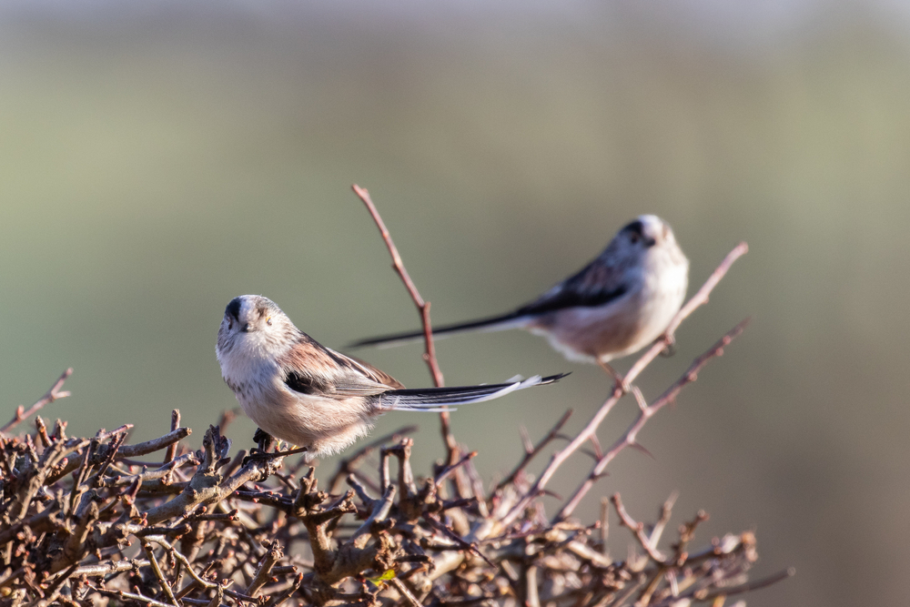 Long tail tits