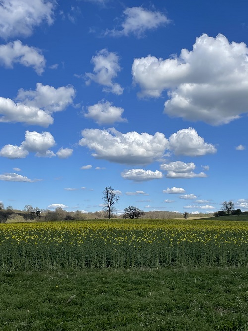 An Oilseed rape field with brilliant blue sky and clouds