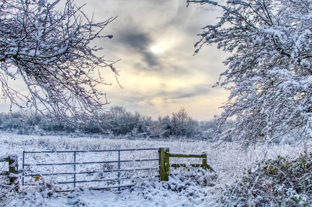 Snowy ryton