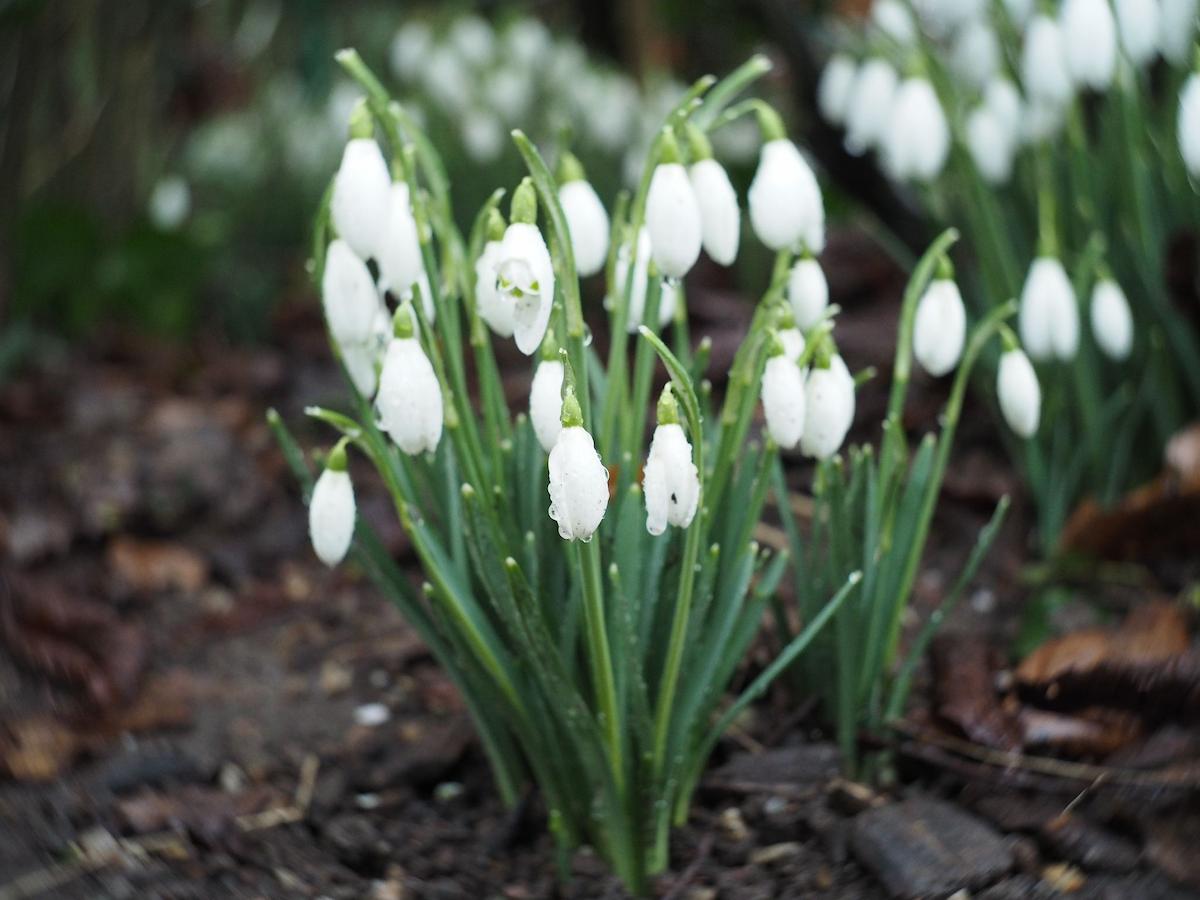 A picture of snowdrops at Hartshill Hayes