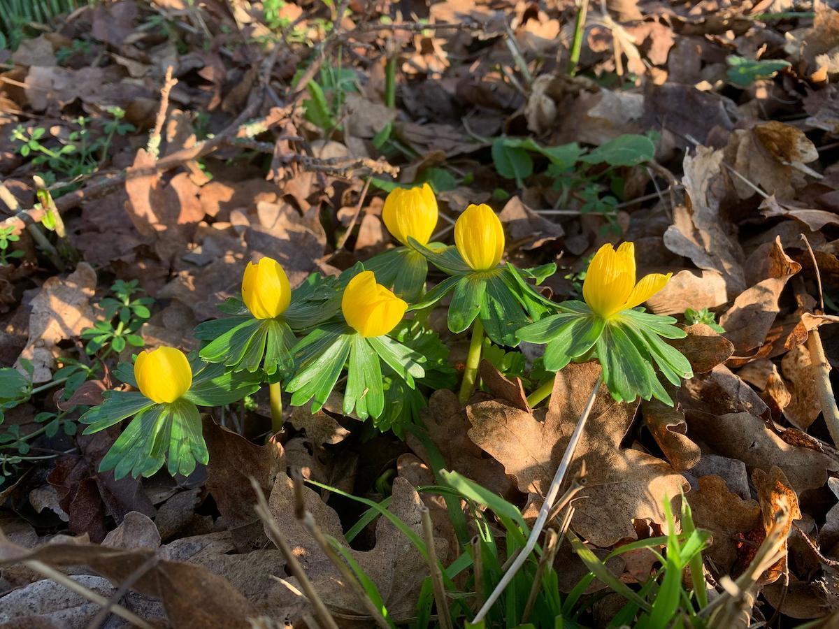 Winter aconite at Ryton Pools