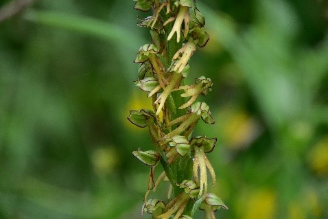 A close up of a plant