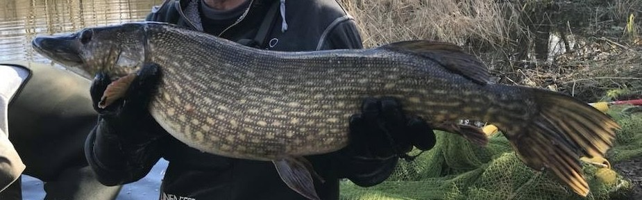 pike